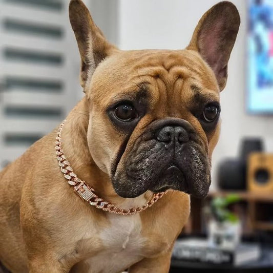 Collier chien | Cubain Élégance Doré