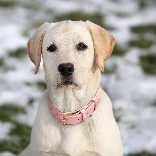 Collier chien | Cuir Véritable