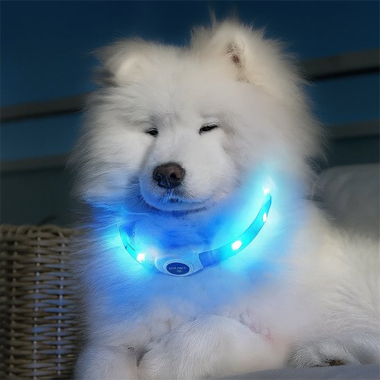 Collier lumineux chien | SafeNight
