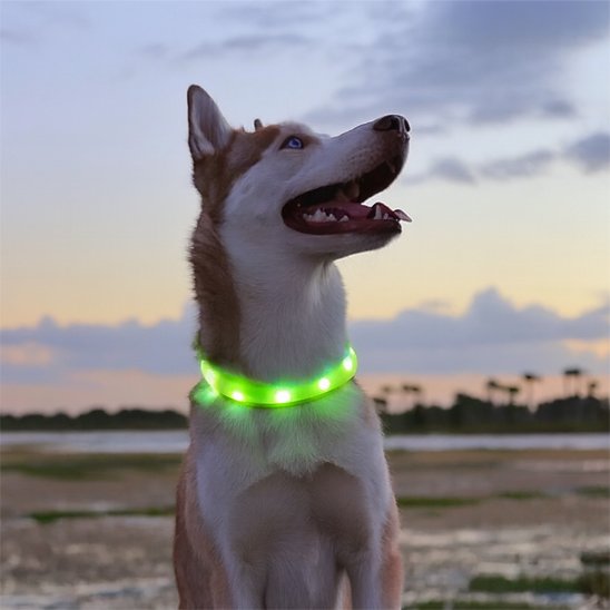 Collier lumineux chien | SafeNight
